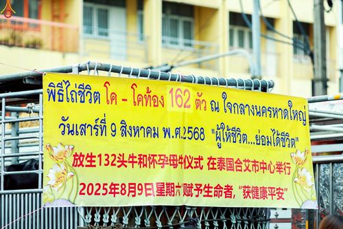 ภาพ No.238137:วันเสาร์ที่ 9 สิงหาคม พ.ศ. 2568 พิธีไถ่ชีวิตโค-โคท้อง 162 ตัว ณ ใจกลางนครหาดใหญ่ จ.สงขลา