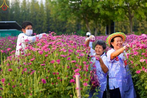 ภาพ No.102889:สาธุชนร่วมรับบุญเก็บดอกเบญจทรัพย์ ในวันที่ 19 ธันวาคม พ.ศ. 2566 (วันแรก) ณ บริเวณวัดพระธรรมกาย จ.ปทุมธานี