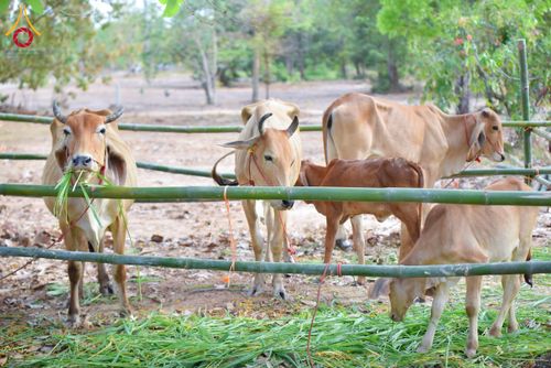 ภาพ No.210635:วันพฤหัสบดีที่ 13 มีนาคม พ.ศ. 2568  สมโภชพระประธานอุโบสถวัดป่าอุบลแก้ว จังหวัดอุบลราชธานี