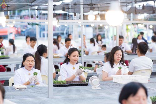 ภาพ No.343895:วันที่ 16 สิงหาคม พ.ศ.2569 การปักชำต้นกล้าเบญจทรัพย์ เพื่อเตรียมดอกไม้บูชาธรรม พระเดชพระคุณหลวงปู่ และโปรยต้อนรับพระธรรมยาตรา ปีที่ 15 ณ โรงเรือนปักชำประตู 8 วัดพระธรรมกาย