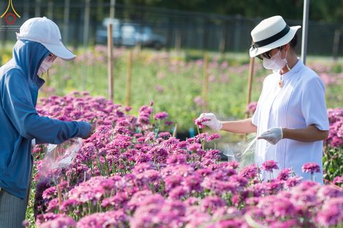 ภาพ No.66631:สาธุชนรับบุญตัดดอกทรัพย์บานชื่น ระหว่างวันที่ 9-10 ธันวาคม พ.ศ. 2565 ณ วัดพระธรรมกาย