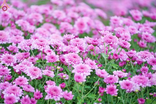 ภาพ No.66615:สาธุชนรับบุญตัดดอกทรัพย์บานชื่น ระหว่างวันที่ 9-10 ธันวาคม พ.ศ. 2565 ณ วัดพระธรรมกาย