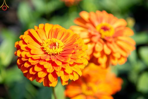 ภาพ No.103992:สาธุชนร่วมรับบุญเก็บดอกเบญจทรัพย์ ในวันอาทิตย์ที่ 24 ธันวาคม พ.ศ. 2566 ณ ทุ่งสวรรค์ตะวันฉาย บริเวณวัดพระธรรมกาย จ.ปทุมธานี