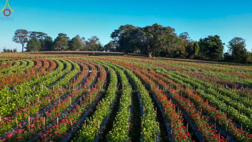 ภาพ No.104309:บรรยากาศ ทุ่งดอกทรัพย์บานชื่น ณ สวนพนาวัฒน์ อ.ฮอด จ.เชียงใหม่ ช่วงระหว่างวันที่ 20 - 25 ธันวาคม พ.ศ. 2566