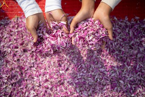 ภาพ No.119993:พิธีต้อนรับพระธรรมยาตรา ในโครงการธรรมยาตรา กตัญญูบูชา มหาปูชนียาจารย์ พระมงคลเทพมุนี(สด จนฺทสโร) พระผู้ปราบมาร อนุสรณ์สถาน 7 แห่ง ปีที่ 12 วันที่ 28 มกราคม พ.ศ. 2567 ณ วัดพระธรรมกาย จ.ปทุมธานี