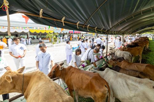 ภาพ No.148737:พิธีบุพเปตพลี, พิธีทอดผ้าป่า, พิธีไถ่ชีวิตโค 80 ตัว ให้ชีวิตสัตว์เป็นทาน ณ ศูนย์ปฎิบัติธรรมภาคใต้ อ.บางกล่ำ จ.สงขลา วันเสาร์ที่ 10 สิงหาคม พ.ศ. 2567