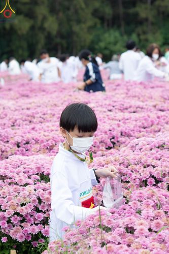 ภาพ No.104053:สาธุชนร่วมรับบุญเก็บดอกเบญจทรัพย์ ในวันอาทิตย์ที่ 24 ธันวาคม พ.ศ. 2566 ณ ทุ่งสวรรค์ตะวันฉาย บริเวณวัดพระธรรมกาย จ.ปทุมธานี