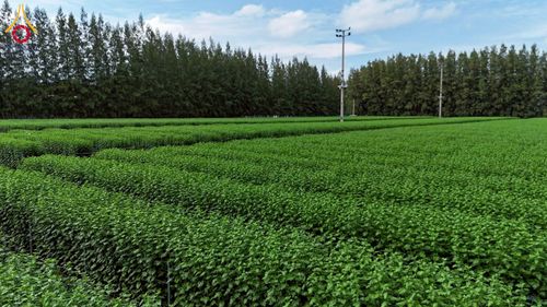 ภาพ No.271958:วันที่ 22 พฤศจิกายน พ.ศ. 2568 ผู้ว่าฯ ปทุมธานี ลงพื้นที่เยี่ยม “อำเภอคลองหลวง” พร้อมชมการเตรียมความพร้อมเทศกาลสวนดอกไม้ปทุมธานี “ทุ่งสวรรค์ ตะวันฉาย” ณ วัดพระธรรมกาย