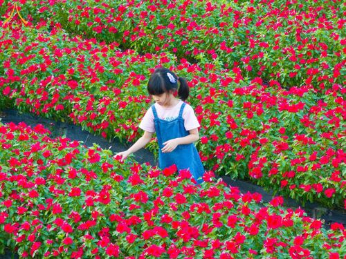 ภาพ No.185503:กิจกรรมเก็บดอกแพงรวย วันอาทิตย์ที่ 22 ธันวาคม พ.ศ. 2567 ณ ทุ่งสวรรค์ ตะวันฉาย วัดพระธรรมกาย