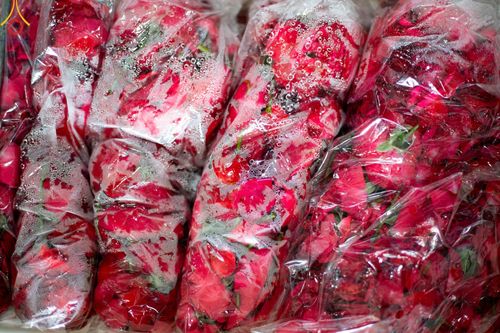 ภาพ No.187248:สาธุชน เจ้าหน้าที่ ร่วมบุญปลิดกลีบดอกไม้ เพื่อโปรยต้อนรับพระธรรมยาตรา ตั้งแต่วันที่ 26 ธันวาคม พ.ศ. 2567 ณ วิหารคด 31 วัดพระธรรมกาย