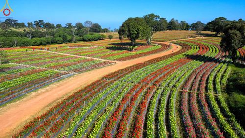 ภาพ No.104305:บรรยากาศ ทุ่งดอกทรัพย์บานชื่น ณ สวนพนาวัฒน์ อ.ฮอด จ.เชียงใหม่ ช่วงระหว่างวันที่ 20 - 25 ธันวาคม พ.ศ. 2566