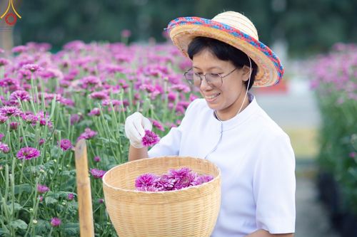 ภาพ No.102893:สาธุชนร่วมรับบุญเก็บดอกเบญจทรัพย์ ในวันที่ 19 ธันวาคม พ.ศ. 2566 (วันแรก) ณ บริเวณวัดพระธรรมกาย จ.ปทุมธานี