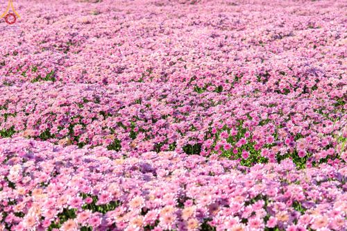 ภาพ No.103988:สาธุชนร่วมรับบุญเก็บดอกเบญจทรัพย์ ในวันอาทิตย์ที่ 24 ธันวาคม พ.ศ. 2566 ณ ทุ่งสวรรค์ตะวันฉาย บริเวณวัดพระธรรมกาย จ.ปทุมธานี