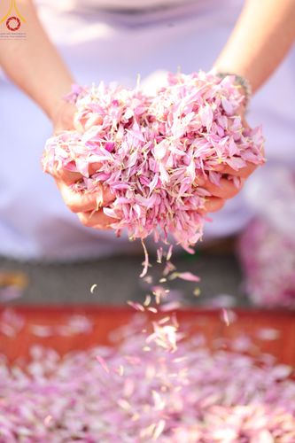 ภาพ No.113078:พิธีต้อนรับพระธรรมยาตรา ปีที่ 12 วันที่ 15 มกราคม พ.ศ. 2567 ณ วัดโบสถ์บน จ.นนทบุรี