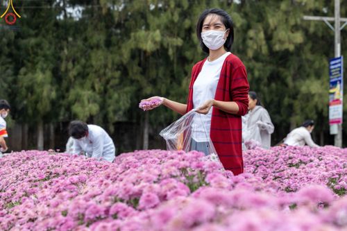 ภาพ No.104063:สาธุชนร่วมรับบุญเก็บดอกเบญจทรัพย์ ในวันอาทิตย์ที่ 24 ธันวาคม พ.ศ. 2566 ณ ทุ่งสวรรค์ตะวันฉาย บริเวณวัดพระธรรมกาย จ.ปทุมธานี