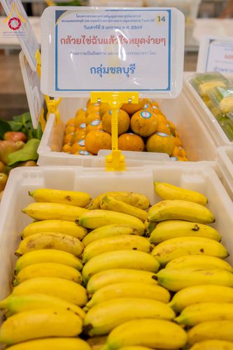 ภาพ No.287366:วันที่ 3 มกราคม พ.ศ.2569 พิธีถวายภัตตาหารเป็นสังฆทาน แด่พระธรรมยาตรา ณ วัดพระธรรมกาย  จังหวัดปทุมธานี ในโครงการธรรมยาตรา กตัญญูบูชา มหาปูชนียาจารย์ พระมงคลเทพมุนี(สด จนฺทสโร) พระผู้ปราบมาร อนุสรณ์สถาน 7 แห่ง ปีที่ 14