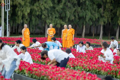 ภาพ No.281029:วันที่ 28 ธันวาคม พ.ศ.2568 กิจกรรมเก็บดอกแพงรวย ณ ทุ่งสวรรค์ตะวันฉาย วัดพระธรรมกาย