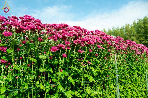 ภาพ No.285337:วันพุธที่ 10 ธันวาคม พ.ศ.2568  การเตรียมความพร้อมในโครงการธรรมยาตรา กตัญญูบูชา มหาปูชนียาจารย์ พระมงคลเทพมุนี(สด จนฺทสโร) พระผู้ปราบมาร อนุสรณ์สถาน 7 แห่ง ปีที่ 14 เก็บดอกเบญจทรัพย์ ณ วัดพระธรรมกาย