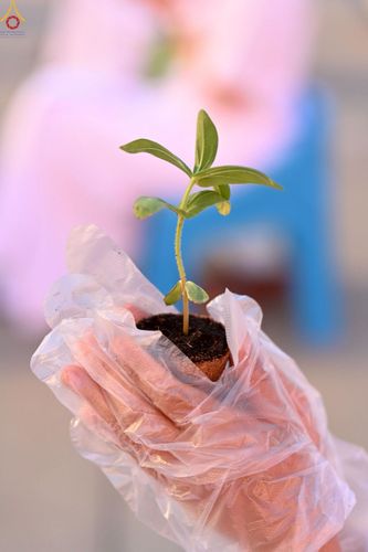 ภาพ No.252988:วันที่ 10 ตุลาคม พ.ศ. 2568 พิธีปลูกต้นทรัพย์บานชื่น ณ ลานธรรม วัดพระธรรมกาย