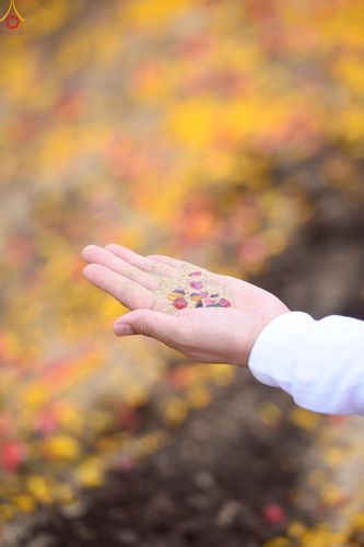 ภาพ No.246949:วันอาทิตย์ที่ 14 กันยายน พ.ศ. 2568 พิธีทอดผ้าป่า ซื้อดิน ปรับพื้นที่ลานธรรม  และพิธีกลั่นแผ่นดิน โปรยทราย สถาปนาองค์พระเจดีย์ เพื่อสร้างสันติภาพโลก  ณ ศูนย์ปฏิบัติธรรมสระบุรี อ.พระพุทธบาท จ.สระบุรี