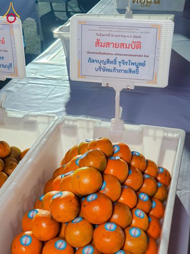 ภาพ No.194996:พิธีถวายภัตตาหารเป็นสังฆทาน แด่พระธรรมยาตรา ณ อนุสรณ์สถานมหาวิหารพระมงคลเทพมุนี (โลตัสแลนด์) อ.สองพี่น้อง จ.สุพรรณบุรี ในโครงการธรรมยาตรา กตัญญูบูชา มหาปูชนียาจารย์ พระมงคลเทพมุนี(สด จนฺทสโร) พระผู้ปราบมาร แห่ง ปีที่ 13 วันที่ 14 มกราคม พ.ศ.2568