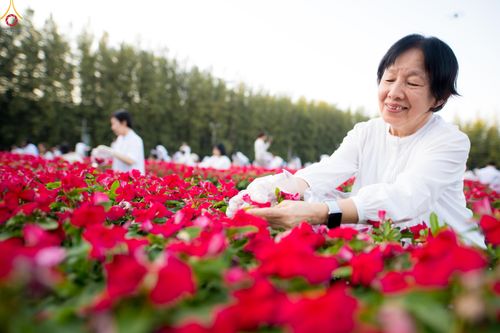 ภาพ No.281000:วันที่ 28 ธันวาคม พ.ศ.2568 กิจกรรมเก็บดอกแพงรวย ณ ทุ่งสวรรค์ตะวันฉาย วัดพระธรรมกาย