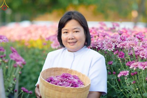 ภาพ No.102905:สาธุชนร่วมรับบุญเก็บดอกเบญจทรัพย์ ในวันที่ 19 ธันวาคม พ.ศ. 2566 (วันแรก) ณ บริเวณวัดพระธรรมกาย จ.ปทุมธานี