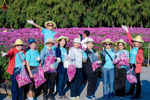 ภาพ No.186278:จิตอาสาอนุรักษ์สิ่งแวดล้อม รับบุญเก็บดอกเบญจทรัพย์ เพื่องานต้อนรับพระธรรมยาตรา ณ "ทุ่งสวรรค์ ตะวันฉาย" วัดพระธรรมกาบ วันที่ 22 ธันวาคม พ.ศ. 2567