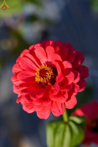 ภาพ No.104317:บรรยากาศ ทุ่งดอกทรัพย์บานชื่น ณ สวนพนาวัฒน์ อ.ฮอด จ.เชียงใหม่ ช่วงระหว่างวันที่ 20 - 25 ธันวาคม พ.ศ. 2566