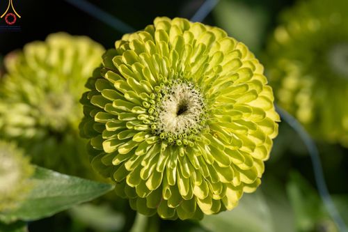 ภาพ No.188301:บรรยากาศ ทุ่งสวรรค์หรรษาพนาวัฒน์ ณ สวนพนาวัฒน์ อ.ฮอด จ.เชียงใหม่ เปิดให้เข้าชมฟรี ระหว่างวันที่ 28 ธันวาคม พ.ศ. 2567 ถึง วันที่ 3 มกราคม พ.ศ. 2568 เวลา 08.00-17.00 น.