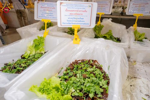 ภาพ No.303572:วันที่ 27 มกราคม พ.ศ. 2569 พิธีถวายภัตตาหารเป็นสังฆทาน แด่พระธรรมยาตรา ณ วัดพระธรรมกาย  จังหวัดปทุมธานี ในโครงการธรรมยาตรา กตัญญูบูชา มหาปูชนียาจารย์ พระมงคลเทพมุนี(สด จนฺทสโร) พระผู้ปราบมาร อนุสรณ์สถาน 7 แห่ง ปีที่ 14