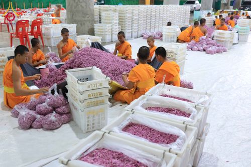 ภาพ No.303243:วันที่ 15-21 มกราคม พ.ศ.2569 ปลิดกลีบดอกเบญจทรัพย์ เพื่อโปรยต้อนรับพระธรรมยาตรา ในโครงการธรรมยาตรา กตัญญูบูชา มหาปูชนียาจารย์ พระมงคลเทพมุนี(สด จนฺทสโร) พระผู้ปราบมาร อนุสรณ์สถาน 7 แห่ง ปีที่ 14 ณ วิหารคด วัดพระธรรมกาย