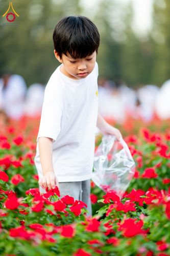 ภาพ No.185514:กิจกรรมเก็บดอกแพงรวย วันอาทิตย์ที่ 22 ธันวาคม พ.ศ. 2567 ณ ทุ่งสวรรค์ ตะวันฉาย วัดพระธรรมกาย