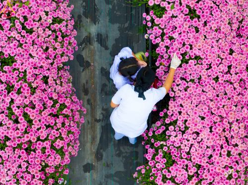 ภาพ No.104048:สาธุชนร่วมรับบุญเก็บดอกเบญจทรัพย์ ในวันอาทิตย์ที่ 24 ธันวาคม พ.ศ. 2566 ณ ทุ่งสวรรค์ตะวันฉาย บริเวณวัดพระธรรมกาย จ.ปทุมธานี