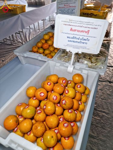 ภาพ No.109918:ถวายภัตตาหารเป็นสังฆทาน แด่คณะพระธรรมยาตราฯ ปีที่ 12 วันที่ 11 มกราคม พ.ศ. 2567 ณ อนุสรณ์สถานคลองบางนางแท่น  อ.สามพราน จ.นครปฐม