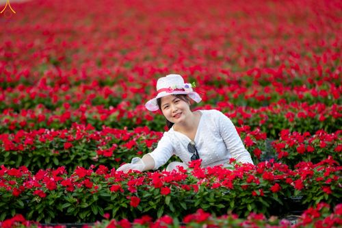 ภาพ No.280996:วันที่ 28 ธันวาคม พ.ศ.2568 กิจกรรมเก็บดอกแพงรวย ณ ทุ่งสวรรค์ตะวันฉาย วัดพระธรรมกาย