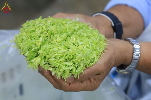 ภาพ No.303314:วันที่ 15-21 มกราคม พ.ศ.2569 ปลิดกลีบดอกเบญจทรัพย์ เพื่อโปรยต้อนรับพระธรรมยาตรา ในโครงการธรรมยาตรา กตัญญูบูชา มหาปูชนียาจารย์ พระมงคลเทพมุนี(สด จนฺทสโร) พระผู้ปราบมาร อนุสรณ์สถาน 7 แห่ง ปีที่ 14 ณ วิหารคด วัดพระธรรมกาย