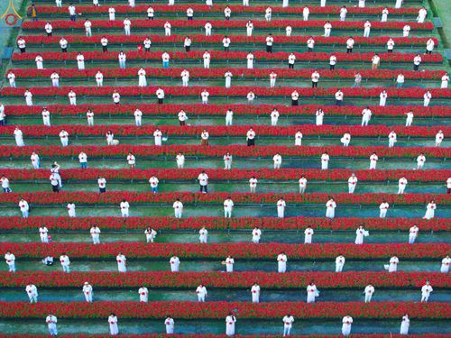 ภาพ No.280942:วันที่ 28 ธันวาคม พ.ศ.2568 กิจกรรมเก็บดอกแพงรวย ณ ทุ่งสวรรค์ตะวันฉาย วัดพระธรรมกาย