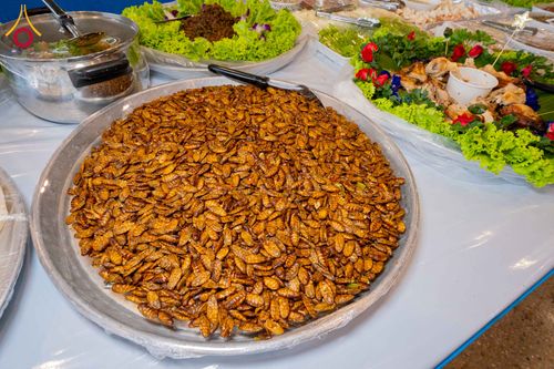 ภาพ No.307027:วันที่ 31 มกราคม พ.ศ. 2569 พิธีถวายภัตตาหารเป็นสังฆทาน แด่พระธรรมยาตรา ณ วัดพระธรรมกาย  จังหวัดปทุมธานี ในโครงการธรรมยาตรา กตัญญูบูชา มหาปูชนียาจารย์ พระมงคลเทพมุนี(สด จนฺทสโร) พระผู้ปราบมาร อนุสรณ์สถาน 7 แห่ง ปีที่ 14