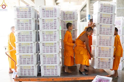 ภาพ No.187236:สาธุชน เจ้าหน้าที่ ร่วมบุญปลิดกลีบดอกไม้ เพื่อโปรยต้อนรับพระธรรมยาตรา ตั้งแต่วันที่ 26 ธันวาคม พ.ศ. 2567 ณ วิหารคด 31 วัดพระธรรมกาย