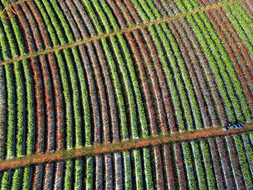 ภาพ No.104293:บรรยากาศ ทุ่งดอกทรัพย์บานชื่น ณ สวนพนาวัฒน์ อ.ฮอด จ.เชียงใหม่ ช่วงระหว่างวันที่ 20 - 25 ธันวาคม พ.ศ. 2566