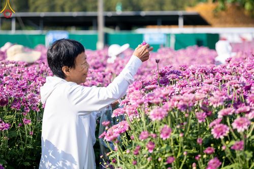 ภาพ No.102881:สาธุชนร่วมรับบุญเก็บดอกเบญจทรัพย์ ในวันที่ 19 ธันวาคม พ.ศ. 2566 (วันแรก) ณ บริเวณวัดพระธรรมกาย จ.ปทุมธานี