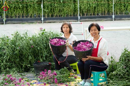 ภาพ No.279415:วันที่ 19-26 ธันวาคม พ.ศ. 2568 และ วันที่ 1 มกราคม พ.ศ.2569 รับบุญปลิดกลีบดอกไม้ เพื่อโปรยต้อนรับพระธรรมยาตรา