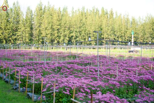 ภาพ No.66629:สาธุชนรับบุญตัดดอกทรัพย์บานชื่น ระหว่างวันที่ 9-10 ธันวาคม พ.ศ. 2565 ณ วัดพระธรรมกาย