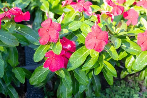 ภาพ No.279400:วันที่ 19-26 ธันวาคม พ.ศ. 2568 และ วันที่ 1 มกราคม พ.ศ.2569 รับบุญปลิดกลีบดอกไม้ เพื่อโปรยต้อนรับพระธรรมยาตรา