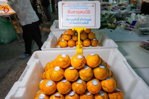 ภาพ No.298571:วันที่ 20 มกราคม พ.ศ. 2569 พิธีถวายภัตตาหารเป็นสังฆทาน แด่พระธรรมยาตรา ณ อนุสรณ์สถานบางปลา วัดบางปลา อำเภอบางเลน จังหวัดนครปฐม ในโครงการธรรมยาตรา กตัญญูบูชา มหาปูชนียาจารย์ พระมงคลเทพมุนี(สด จนฺทสโร) พระผู้ปราบมาร อนุสรณ์สถาน 7 แห่ง ปีที่ 14