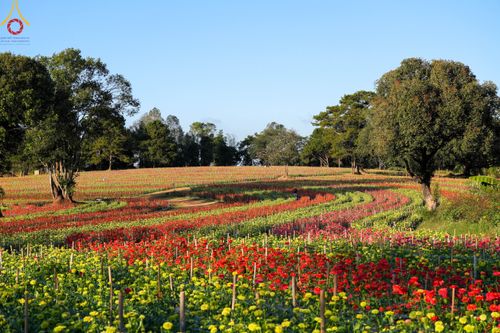 ภาพ No.104313:บรรยากาศ ทุ่งดอกทรัพย์บานชื่น ณ สวนพนาวัฒน์ อ.ฮอด จ.เชียงใหม่ ช่วงระหว่างวันที่ 20 - 25 ธันวาคม พ.ศ. 2566