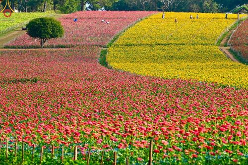 ภาพ No.188322:บรรยากาศ ทุ่งสวรรค์หรรษาพนาวัฒน์ ณ สวนพนาวัฒน์ อ.ฮอด จ.เชียงใหม่ เปิดให้เข้าชมฟรี ระหว่างวันที่ 28 ธันวาคม พ.ศ. 2567 ถึง วันที่ 3 มกราคม พ.ศ. 2568 เวลา 08.00-17.00 น.