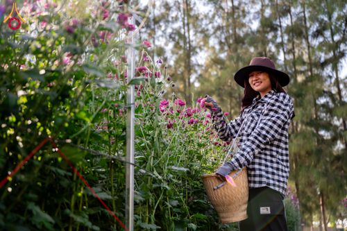 ภาพ No.285329:วันพุธที่ 10 ธันวาคม พ.ศ.2568  การเตรียมความพร้อมในโครงการธรรมยาตรา กตัญญูบูชา มหาปูชนียาจารย์ พระมงคลเทพมุนี(สด จนฺทสโร) พระผู้ปราบมาร อนุสรณ์สถาน 7 แห่ง ปีที่ 14 เก็บดอกเบญจทรัพย์ ณ วัดพระธรรมกาย