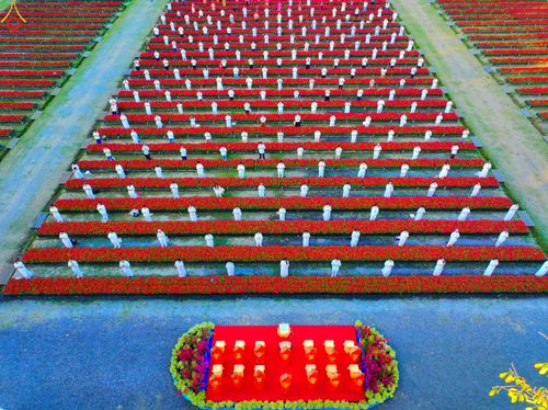 ภาพ No.280940:วันที่ 28 ธันวาคม พ.ศ.2568 กิจกรรมเก็บดอกแพงรวย ณ ทุ่งสวรรค์ตะวันฉาย วัดพระธรรมกาย